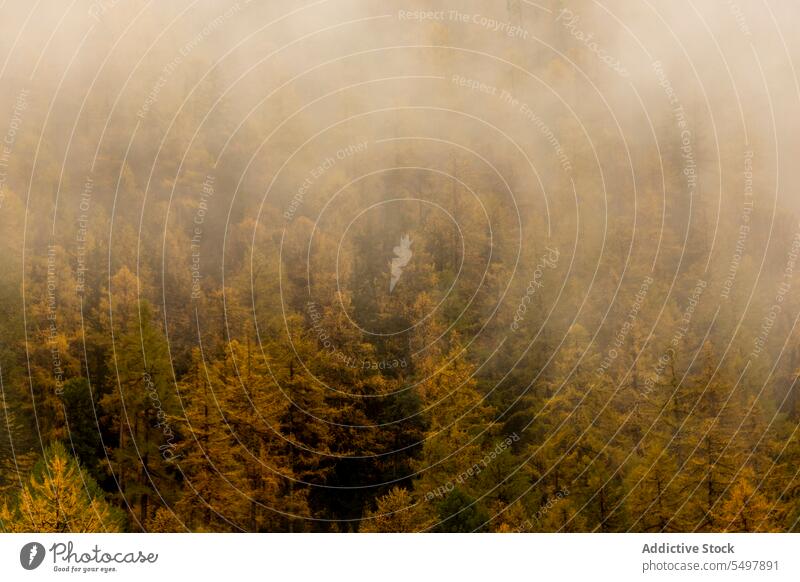 Erstaunliche Landschaft des nebligen Waldes Waldgebiet Baum Natur Nebel grün Wälder wachsen vegetieren Umwelt Flora Wachstum Grün malerisch Dunst Himmel Pflanze