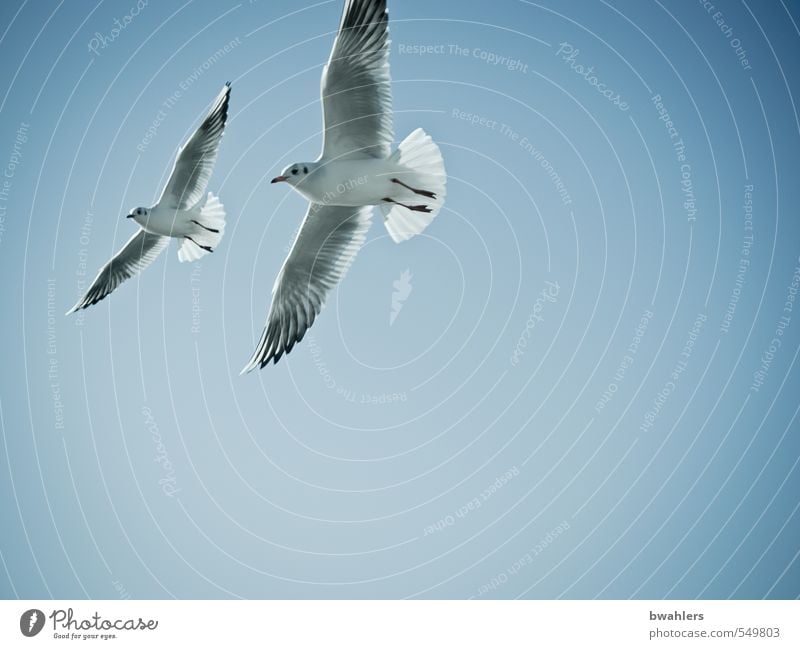 Möwen Natur Tier Luft Himmel Wolkenloser Himmel Sonnenlicht Sommer Schönes Wetter Küste Seeufer Bodensee Wildtier Vogel 2 frei Glück hoch blau weiß fliegen