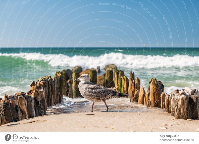 Möwe an einer alten Buhne Model Möwe Junge Möwe Silbermöwe Möwenvogel Nordsee Dünung Wellengang Nordseeküste Vogel Möwen Fotografie Möwen Portait Möwen Kopf