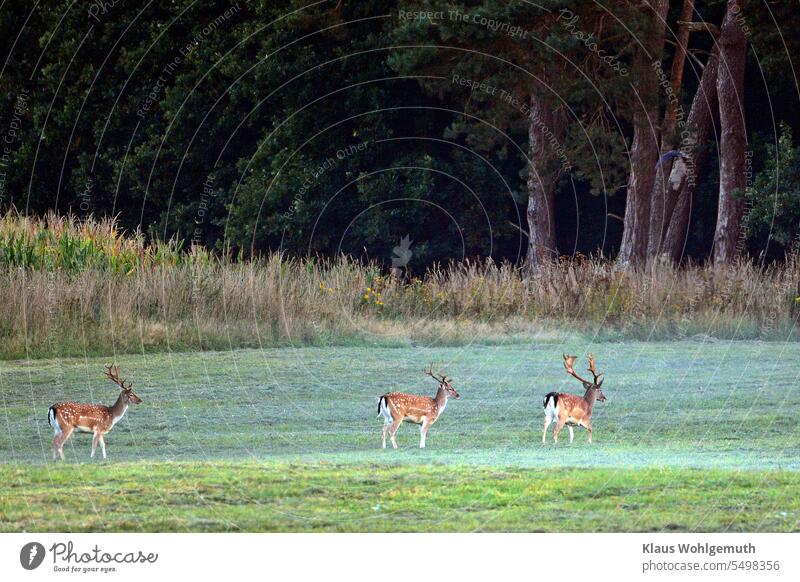 Nach einem kurzen Geplänkel verlassen diese Damhirsche eine Waldwiese Hirsch Geweih Geweihe Jagd jagdbar Brunftzeit Morgennebel 3 Tier Wildtier Hirsche