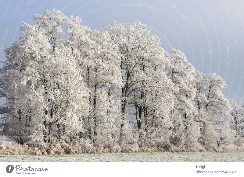 es wird kälter ... Winter Wintermorgen Raureif Winterzauber Bäume winterlich Kälte Frost gefroren kalt Himmel Winterstimmung Außenaufnahme Menschenleer