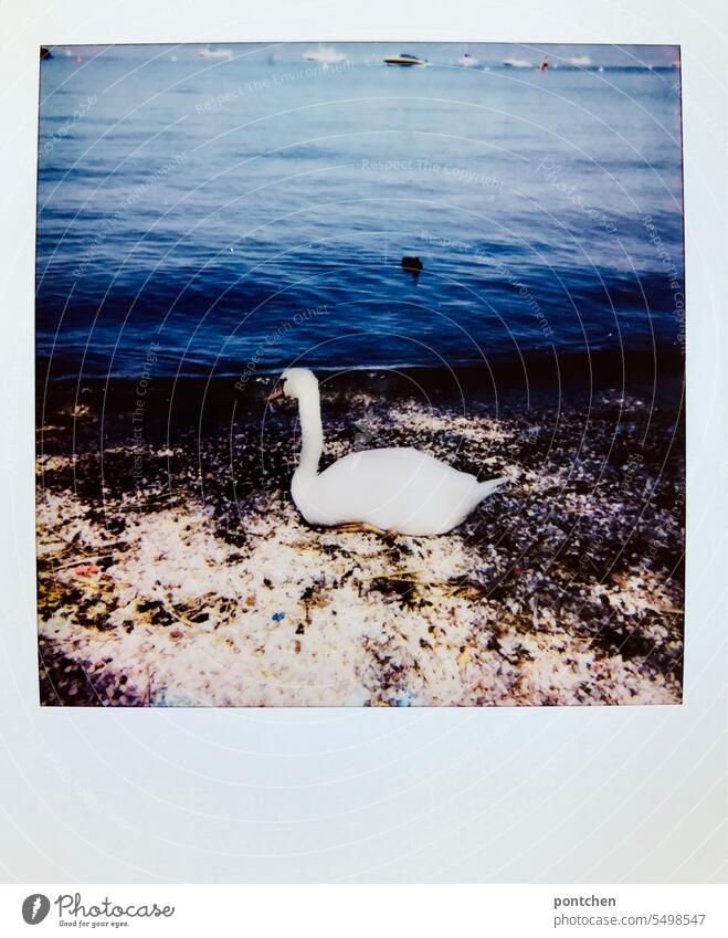 ein schwan sitzt am ufer des gardasees. polaroid Seeufer Sommer Gardasee Ferien & Urlaub & Reisen italien wasser urlaubsfoto boote Außenaufnahme Natur wildtier