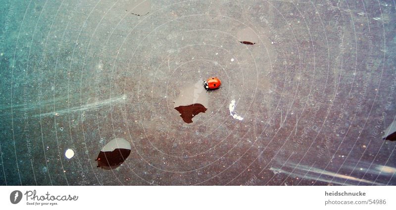 Glück gehabt Insekt Marienkäfer rot schwarz Tier Käfer