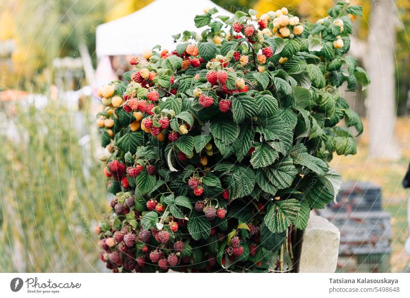 Ein Strauch mit großen Gartenhimbeeren, der auf dem städtischen Markt reichlich mit Beeren unterschiedlichen Reifegrades bestückt ist Buchse Himbeeren