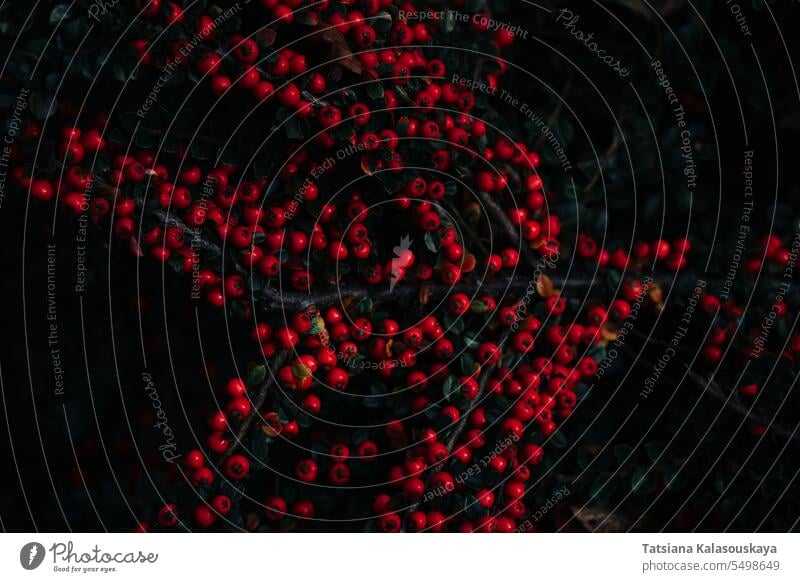 Die Zweige des Cotoneaster sind dicht mit roten Beeren besetzt. Zierpflanze mit leuchtend roten Früchten und kleinen dichten grünen Blättern. Natürlicher Hintergrund