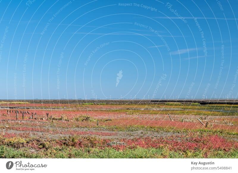 Wildgemüse Queller in Herbstfarben Nordsee Küste Insel Sylt Meer Gemüse Natur Landschaft Außenaufnahme Farbfoto Salicornia Europäischer Queller Windpark