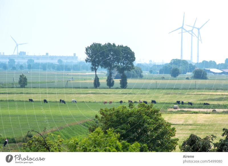 Gruppenbild mit Kühen Landschaft Bäume Weide weiden Landwirtschaft Windräder neblig Dunst still ruhig menschenleer friedlich flach Fläche Ebene