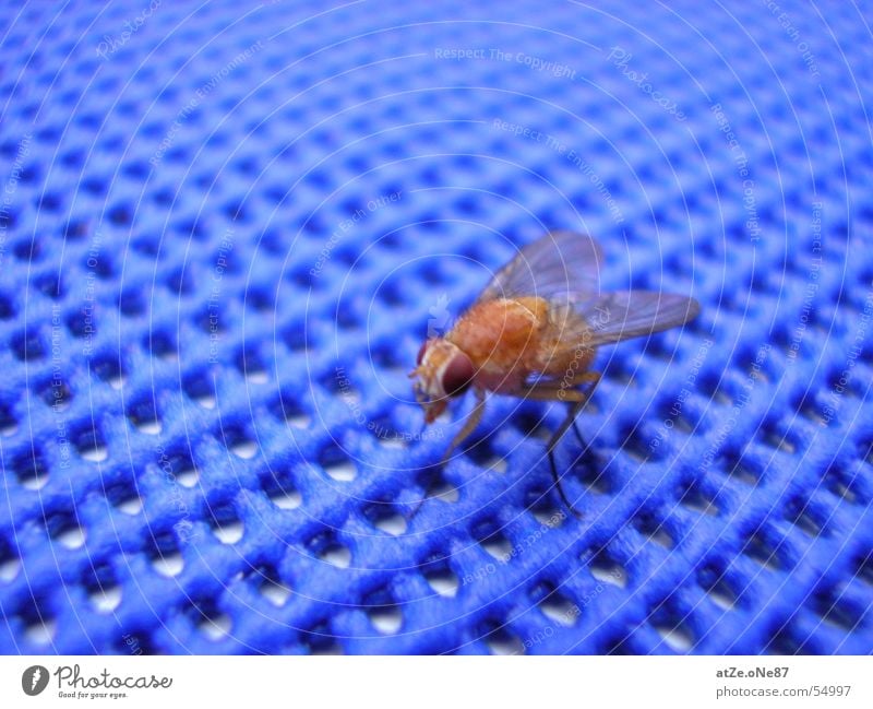 ...diE fLieGe Nahaufnahme Gitter Fliege fliegen blau Netz fly net