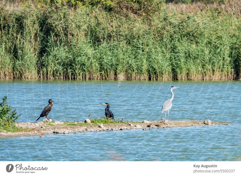 Vogelparadies am Weiher Graureiher Ardea cinerea Reiher Ardeidae Kormoran Phalacrocorax carbo Nössedeiches kleine Seen Rantumbecken Großvögel Großvögel am Teich