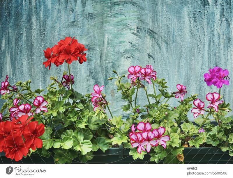 Geranium Geranie Balkonpflanze Pflanze rot Blühend Natur blühen Blume Blüte Balkonblumen Pelargonie Außenaufnahme Farbfoto Farbenspiel Blätter Storchschnabel