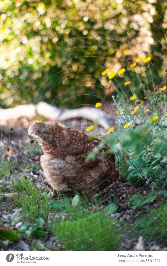 Huhn in Blumen Haushuhn Hühnervögel Blumen und Pflanzen Garten vestecken bücken von hinten Natur natürlich Biologische Landwirtschaft Biologie Nutztier