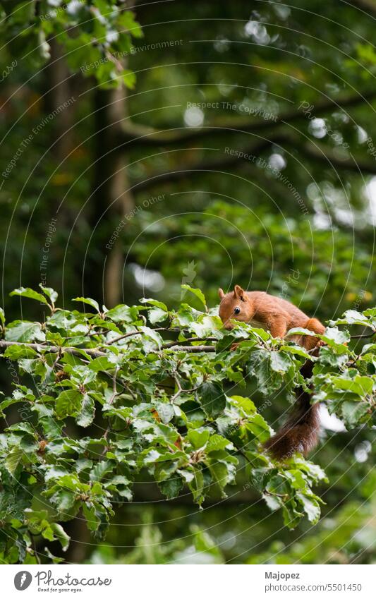 Schönes Porträt von Eichhörnchen auf einem Baum gijon Asturien grün pelzig fluffig bezaubernd natürlich Park Tierwelt tierisches Auge Tierhaare Tiermotive