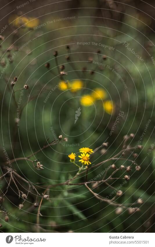 Gelbe Blumen mit einem unscharfen Feld im Hintergrund. Schwache Tiefenschärfe Nahaufnahme Natur Blumen und Pflanzen Farbfoto Garten Außenaufnahme Gartenpflanzen