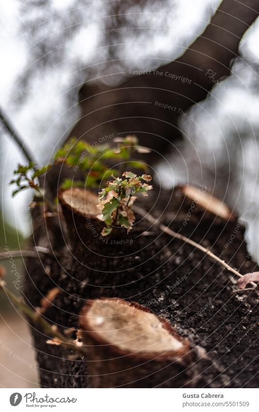 Aus einem Baum mit abgeschnittenen Ästen sprießen kleine Blätter. Sprossen Blatt grün Pflanze Außenaufnahme Natur Farbfoto Schwache Tiefenschärfe