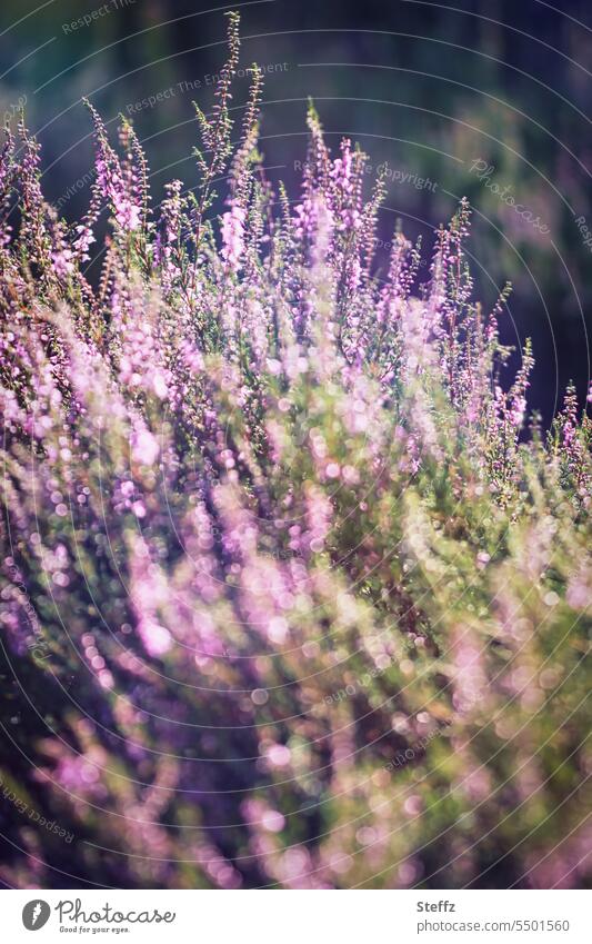 zarte Heideblüte Heidestrauch Wildpflanze stimmungsvoll Lichtstimmung blühen Heidestille Heidefarben Heidepflanzen Heidestimmung nordisch romantisch heimisch