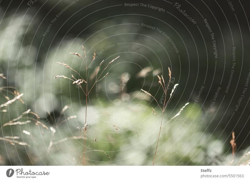 Parallelwelt | Zauber der Gräser Gras Grashalme Grasblüte Grasbüschel zauberhaft grün grasbewachsen atmosphärisch Wildpflanzen Wind Lichtreflexe Sommergras