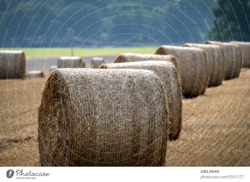 Strohballen liegen auf dem Feld zur Abholung bereit wie eine Kette aneinandergereiht Heu Ballen ländlich Ackerbau landwirtschaftlich Sommer Landwirtschaft