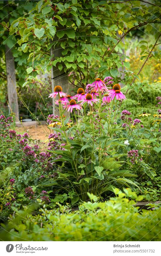 pinkfarben blühender Sonnenhut in einem bauerngarten im Sommer fence botanic herb park sunlight bluebottle blue cornflower poppy botanical calendula marigold