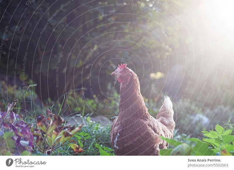 Huhn im Sonnenschein Hühner aus Freilandhaltung Hühnervögel Hühnerstall Sommer Sonnenlicht draußen wild Garten Pflanze Sonnenstrahlen Bäume eier Ernährung