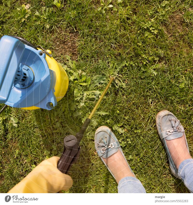 Unkrautbekämpfung Rasen grün Wiese Garten Natur Außenaufnahme Gartenarbeit Gift Habichtskraut Unkrautvernichtung Unkrautbeseitigung Wachstum Gras spritzen