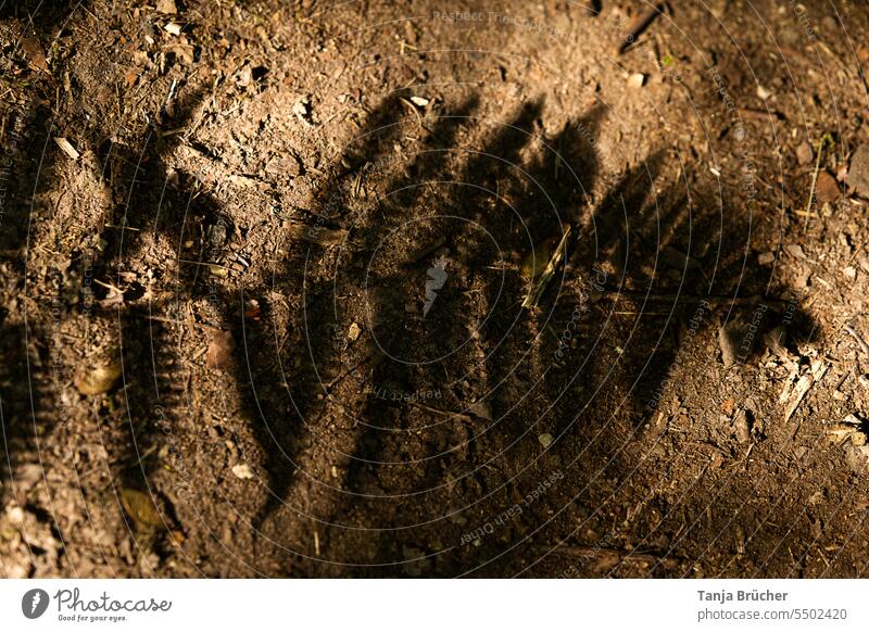 Schatten eines Farnwedels auf kargem Waldboden Gefäßsporenpflanzen Schatten des Farn Schatten des Farns Schatten vom Farn Farne Schattenbild Licht & Schatten