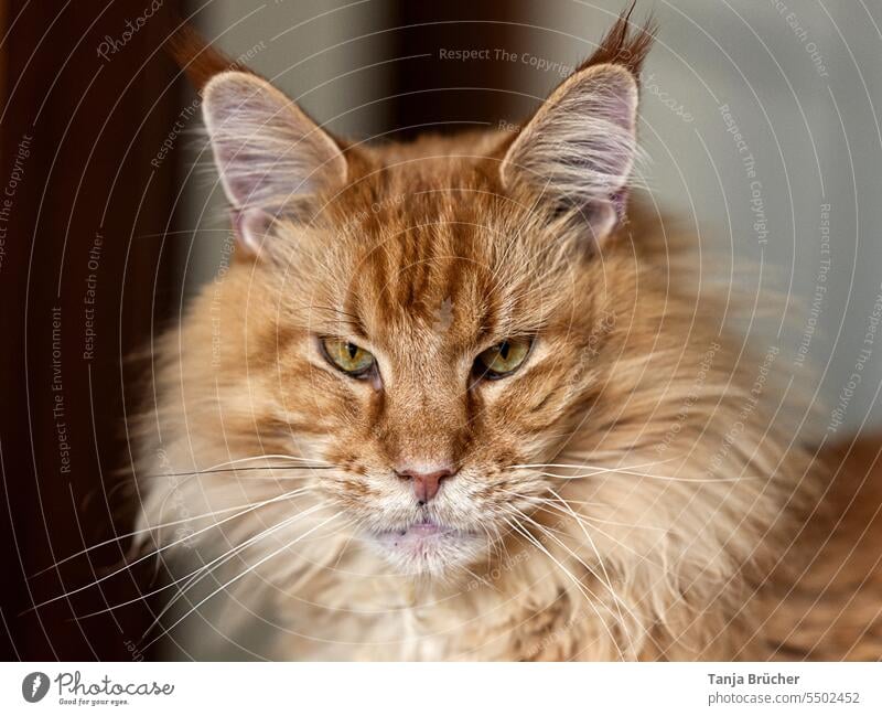 Was guckst? Intensiver Blick des Maine-Coon-Katers Maine Coon Maine Coon Kater Maine-Coon-Katze Maine Coon Katze rot rote Katze Katzenkopf Tiergesicht