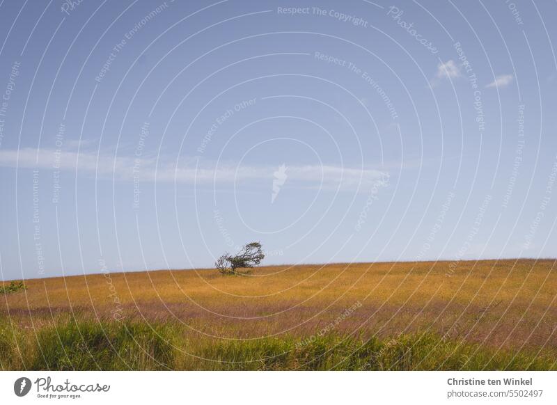 Windflüchter Baum Wiese Himmel Wolkenschleier Wölkchen Natur Landschaft Umwelt Menschenleer Gras sanft Nordseeinsel Nordfriesland Nordfriesische Inseln