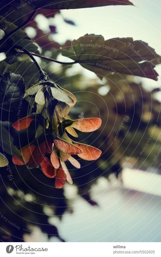 Der (sehr) gemeine Nasenzwicker-Baum Ahorn Ahornnasen Acer Ahornfruct Flügelfrüchte Flügelfrucht Ahornflügel propellerartig Propeller Ahornblatt herbstlich