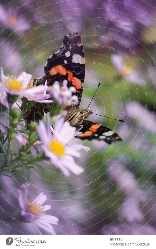 Admiral Garten Tier Schmetterling Tagfalter Edelfalter Nahaufnahme Vanessa atalanta Futtersuche Blumen Astern mehrfarbig dunkelbraune Vorderflügel Hinterflügel