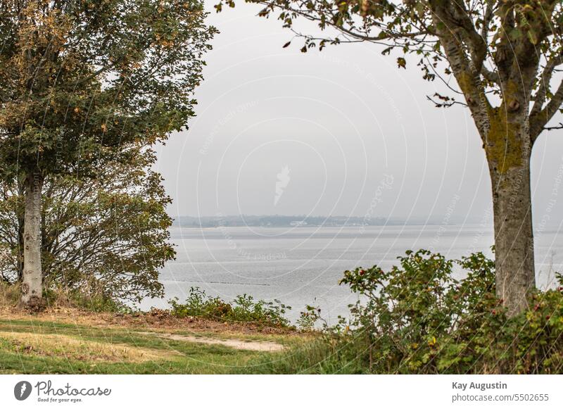 Hafen Munkmarsch im Dunst Sylt Insel Nebel diesig Wetter Menschenleer Außenaufnahme Farbfoto Umwelt nebel ruhig Baum Natur Küste sportboothafen Sportboote