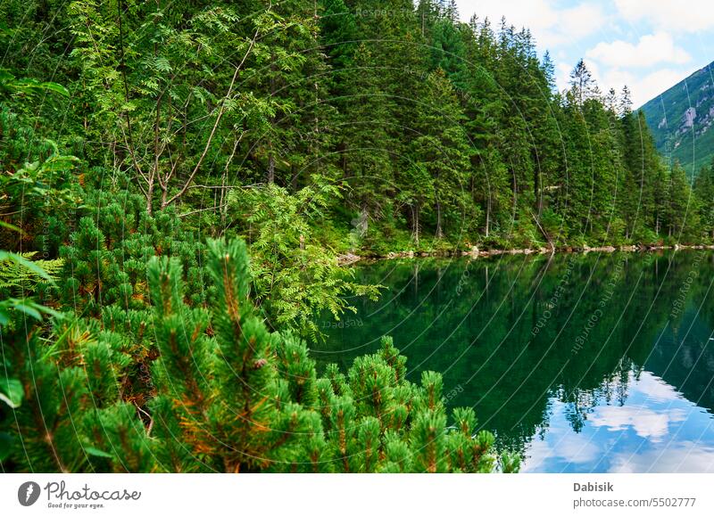 Fichtenwald bei blauem See in den Bergen. Naturlandschaft Morskie Oko Seeauge Wald Landschaft Nationalpark Tatra grün Zakopane im Freien Tag horizontal Polen