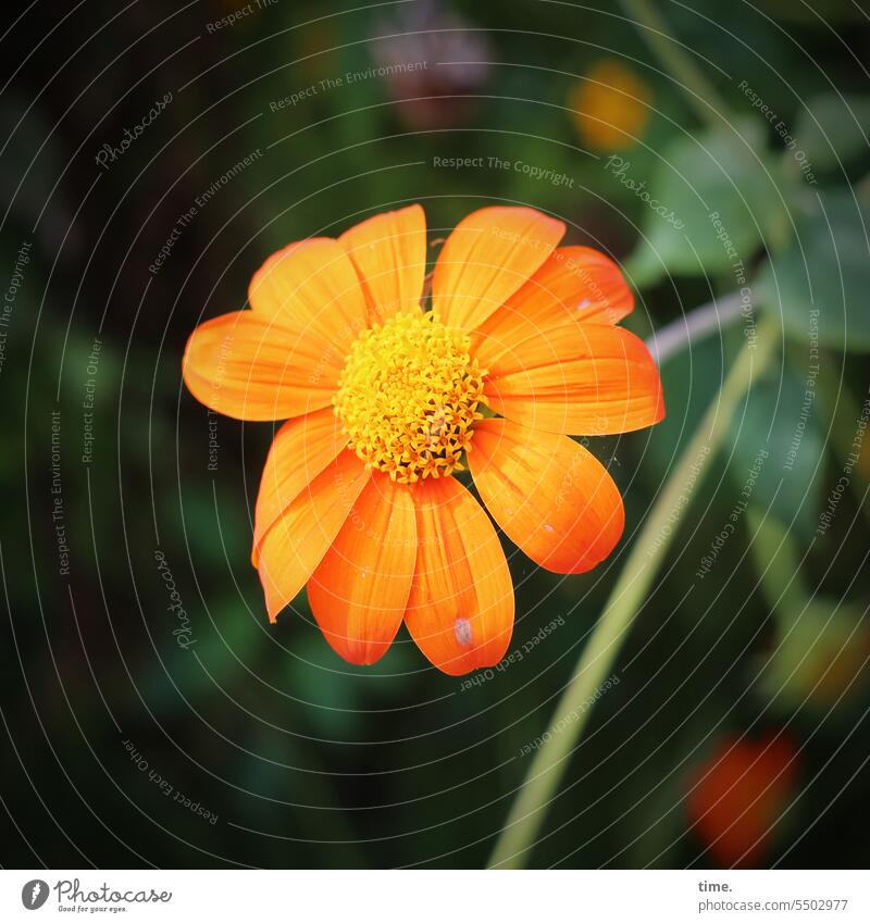 Ringelblume essbar medizinisch orange intensiv farbenfroh Blüte Botanik botanisch Blume Vegetation Natur Nahaufnahme Garten Detailaufnahme Calendula officinalis