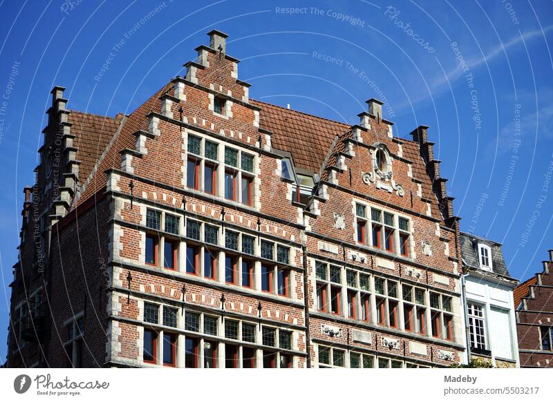 Schöne restaurierte alte Häuser mit schmuckvollem Giebel und Treppengiebel vor blauem Himmel im Sonnenschein an der Korenlei und Gralsburg an der Leie in Gent in Ostflandern in Belgien