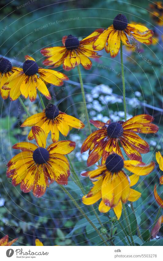 Goldgelber Sonnenhut im Garten in der Dämmerung. Blüte Blumen Natur Blumen und Pflanzen natürlich Umwelt Schwache Tiefenschärfe Sommer Blühend Menschenleer