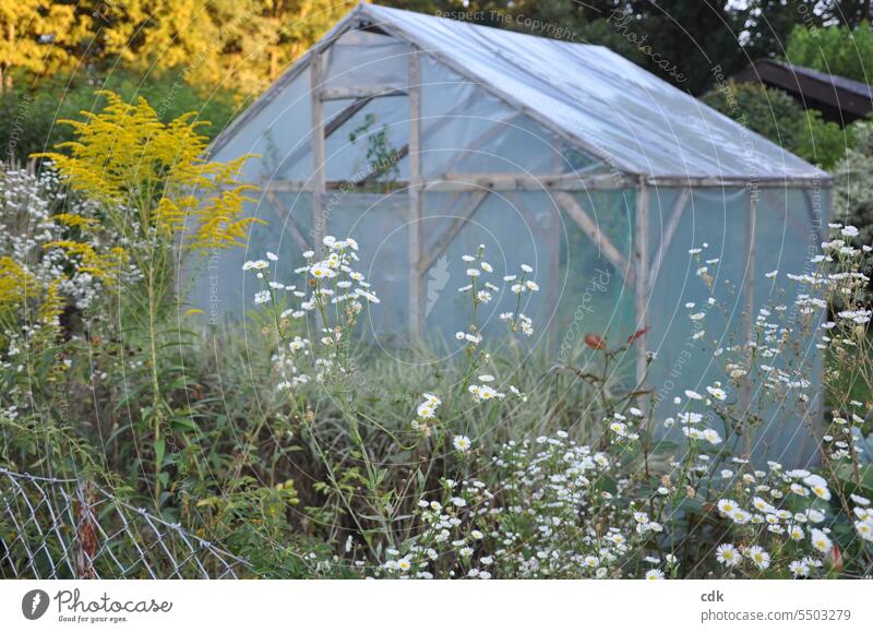 Kleines, selbstgebautes Gewächshaus aus Holz und Plastikplanen in einem blühenden Schrebergarten. Kleingartenkolonie Natur Garten Sommer Spätsommer Herbst