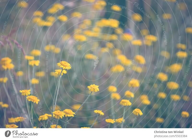 Gelbe Wildblumen auf der Insektenwiese Blühwiese gelbe Blumen gelbe Blüten Sommerwiese Blumenwiese Blühend Bienenweide Umweltschutz Gräser umweltfreundlich