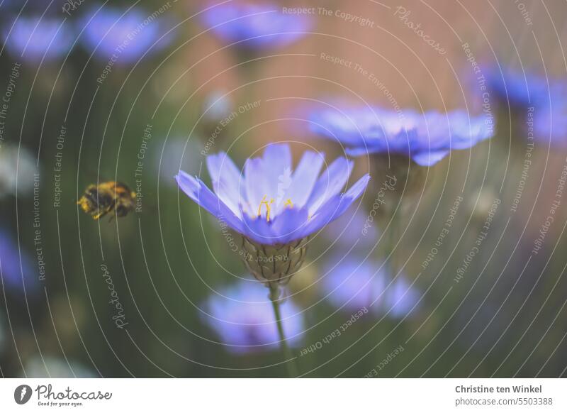 Violette Rasselblumen und eine schnelle Hummel Insekt Blumen lila Blumen Blaue Rasselblume Blüten hitzetolerante Pflanze Korbblütler Staude Nektarspender