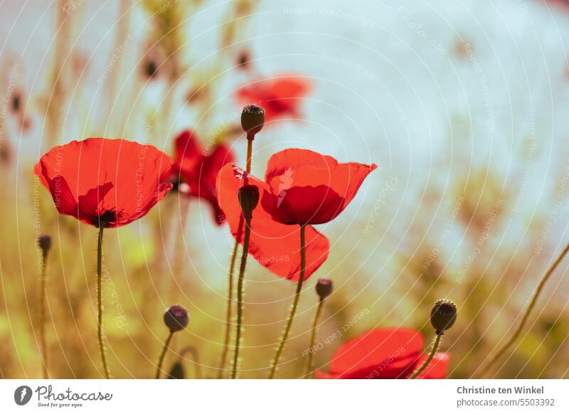 immer wieder I Mohn fotografieren Sommer Licht Wildblumen Sonnenlicht Mohnblüte Farbtupfer roter mohn Bienenweide sommerlich Umweltschutz Blühend Klatschmohn