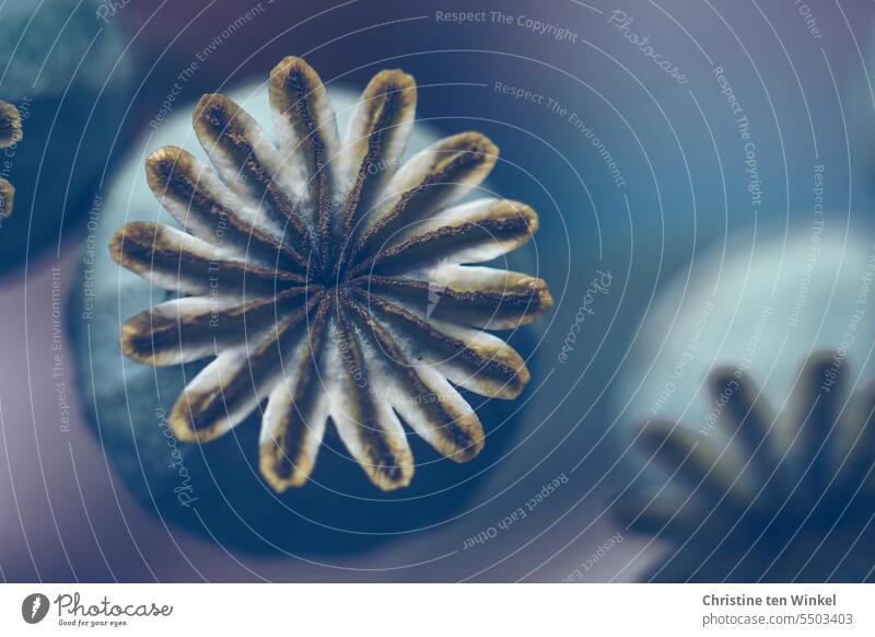 Mohnkapsel trocken vertrocknet verblühter Mohn natürlich Naturliebe schön Nahaufnahme Vergänglichkeit wunderschön außergewöhnlich Schwache Tiefenschärfe papaver