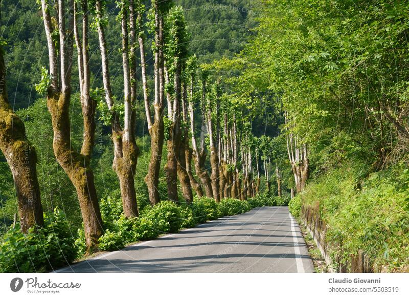 Landschaft entlang der Straße von Arni, von Garfagnana nach Alpi Apuane Castelnuovo di Garfagnana Europa Italien Lucca Toskana Farbe Tag Berge u. Gebirge Natur