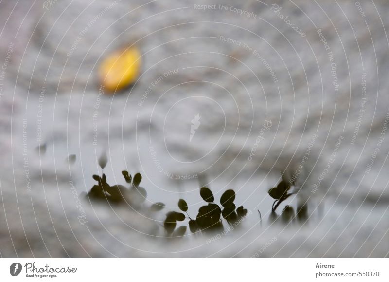 blasse Erinnerung Wasser Herbst schlechtes Wetter Regen Baum Blatt Terrasse Garten Stein Beton Zeichen Pfütze nass trist gelb grau Trauer Tod Traurigkeit