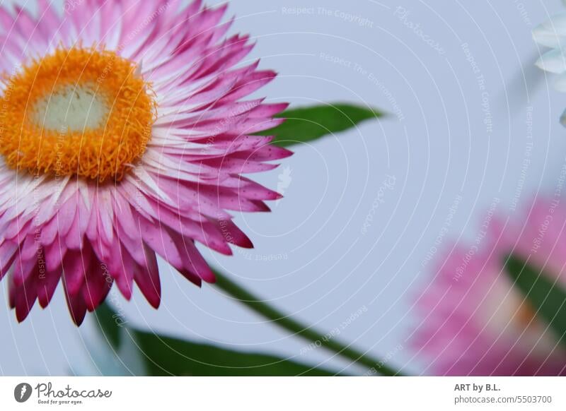 Ausschnitt Strohblume ausschnitt garten blumig strohblume stiel blütenblätter natur