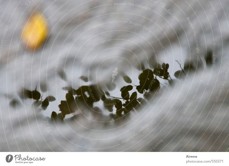 Natur.Herbst.Schmuck. schlechtes Wetter Blatt Garten Terrasse Stein Wasser Beton Zeichen Pfütze nass trist gelb grau Tod Trauer Traurigkeit Transzendenz trüb