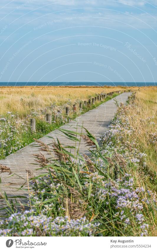 Holzsteg am Wattenmeer Poller Grashalme Salz-Aster Strandaster Pannonien-Salzaster Nationalpark Wattenmeer Steg Retgras Reethalme Sommer Lahnungen Pflanzen