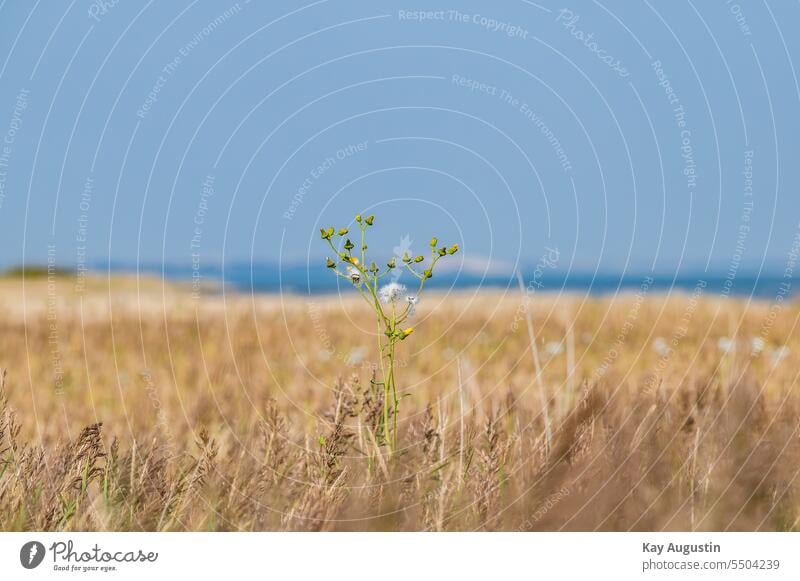 Acker Gänsedistel im Schilfgras Korbblütler Asteraceae Nordsee Nordseeküste Insel Sylt Wattenmeer Natur Asternartig Blütezeit Blütenkörbe Doldenrispen