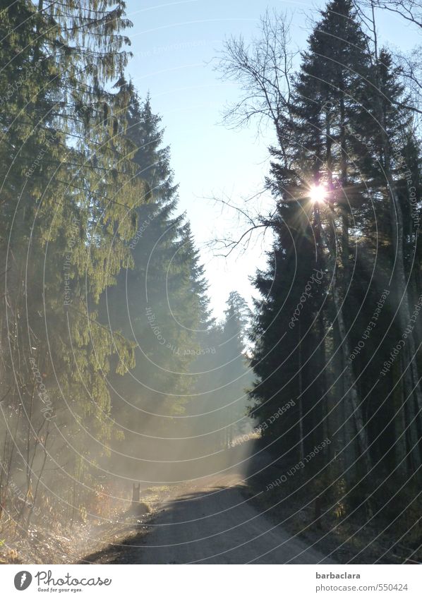 Lichtstrahlen | Wegweiser Umwelt Natur Landschaft Erde Himmel Sonne Sonnenlicht Herbst Winter Nebel Baum Wald Wege & Pfade leuchten hell Stimmung Warmherzigkeit