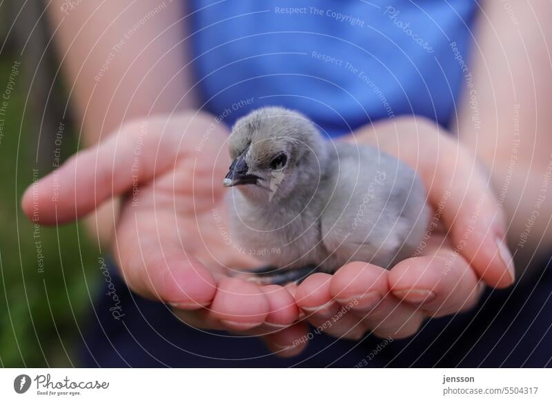 Junge Frau hält ein graues Küken auf den Händen flauschig beschützen beschützend wärmen klein Tierbaby niedlich Natur Farbfoto Hand Vogel Tierjunges