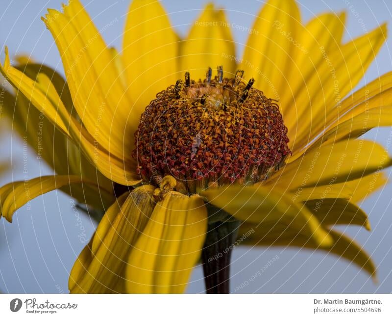 Heliopsis helianthoides, Gartensonnenauge, Blütenstand, eine Staude aus den Prärien Nordamerikas blühen aus Nordamerika ausdauernd krautig winterhart