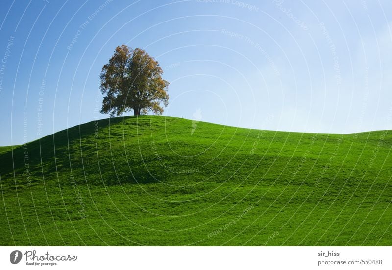 Ein Baum, ein Sohn Landschaft Wolkenloser Himmel Park leuchten fantastisch Glück Wärme Lebensfreude Sehnsucht Fernweh Einsamkeit Erholung Freiheit Horizont