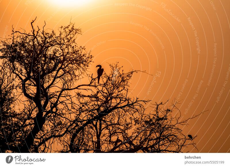 scherenschnitt stille Dämmerung magisch besonders traumhaft Ferien & Urlaub & Reisen Natur Abenteuer Einsamkeit Landschaft Farbfoto reisen Sehnsucht Fernweh